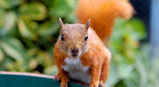 Картинка по теме - как кормить белку