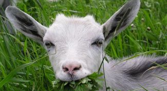 Картинка по теме - как купить козу