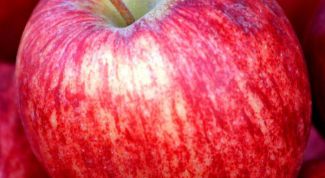 Картинка по теме - как нарисовать яблоко акварелью