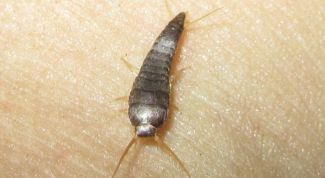 Картинка по теме - как избавиться от сахарной чешуйницы