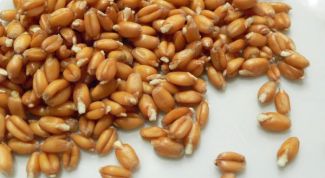 Картинка по теме - как употреблять проросшую пшеницу