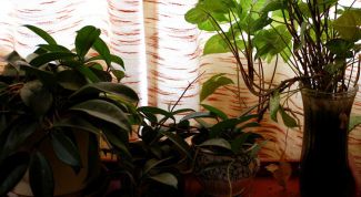 Картинка по теме - как выращивать домашние растения