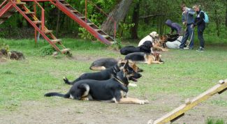 Картинка по теме - как научить щенка лежать