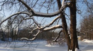 Картинка по теме - как научиться рисовать зиму