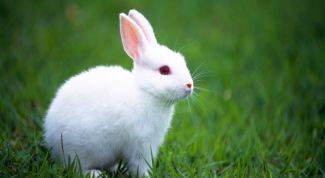 Картинка по теме - как обрабатывать кроличьи шкурки