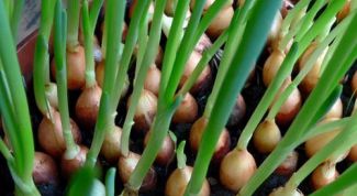 Картинка по теме - как посадить зеленый лук