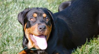 Картинка по теме - как кормить щенка ротвейлера