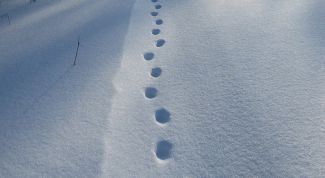 Картинка по теме - как определить свежесть следа