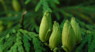 Картинка по теме - как сажать туи