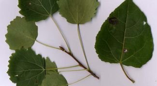 Картинка по теме - как отличить осину от тополя