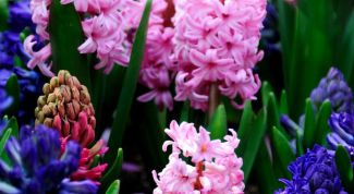 Картинка по теме - как пересадить гиацинт