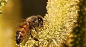 Картинка по теме - как пить пергу