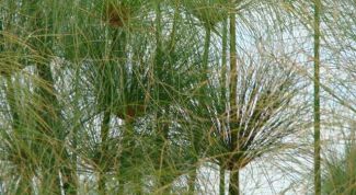 Картинка по теме - что такое папирус