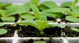 Картинка по теме - что такое пикировка