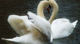 Картинка по теме - как определиться в любви