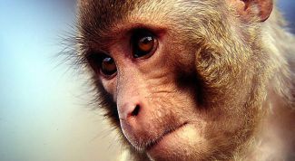 Картинка по теме - как купить обезьяну