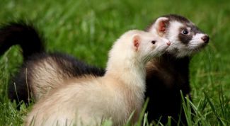 Картинка по теме - как нарисовать хорька