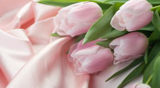 Картинка по теме - как сделать, чтобы тюльпаны стояли долго