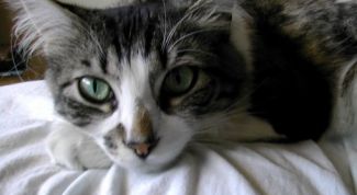 Картинка по теме - как лечить раны у кота