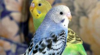 Картинка по теме - как определить возраст попугайчика