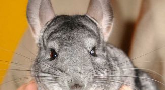 Картинка по теме - как отличить самку и самца шиншилл