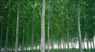 Картинка по теме - как пить берёзовый деготь