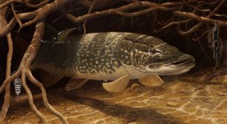 Картинка по теме - как ловить спинингом щуку