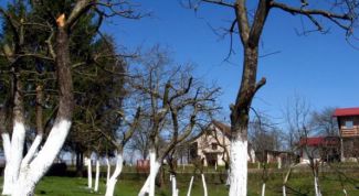 Картинка по теме - как побелить деревья