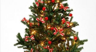 Картинка по теме - как вырастить елку в горшке