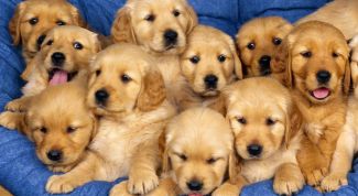 Картинка по теме - как приобрести щенка