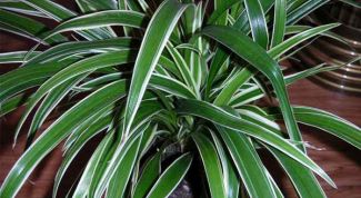 Картинка по теме - как пересадить хлорофитум