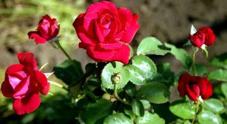 Картинка по теме - как хранить черенки роз