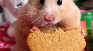 Картинка по теме - как отучить хомяка грызть клетку