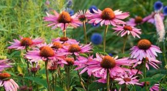 Картинка по теме - как повысить иммунитет при герпесе