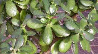 Картинка по теме - как посадить толстянку