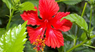 Картинка по теме - как вырастить китайскую розу