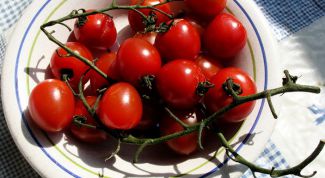 Картинка по теме - как вырастить помидоры черри