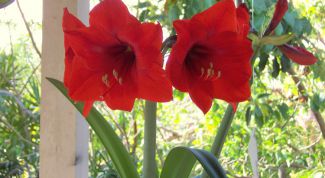 Картинка по теме - как заставить цвести гиппеаструм