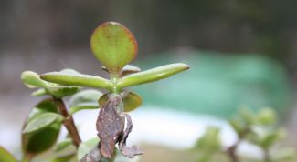 Картинка по теме - как спасти толстянку