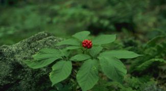 Картинка по теме - как вырастить женьшень