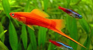 Картинка по теме - как определить беременность меченосца