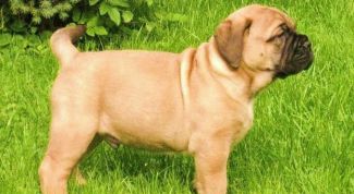 Картинка по теме - как кормить щенка бульмастифа