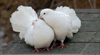 Картинка по теме - как лечить вертячку у голубей