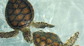 Картинка по теме - как оборудовать аквариум для черепах