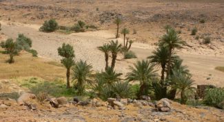 Картинка по теме - что такое растения