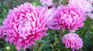 Картинка по теме - как вырастить рассаду астр