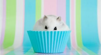 Картинка по теме - как приучить хомяка к поилке