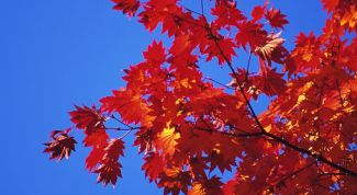 Картинка по теме - почему краснеют листья