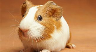 Картинка по теме - как поить морскую свинку
