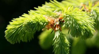 Картинка по теме - как выбрать искусственную елку